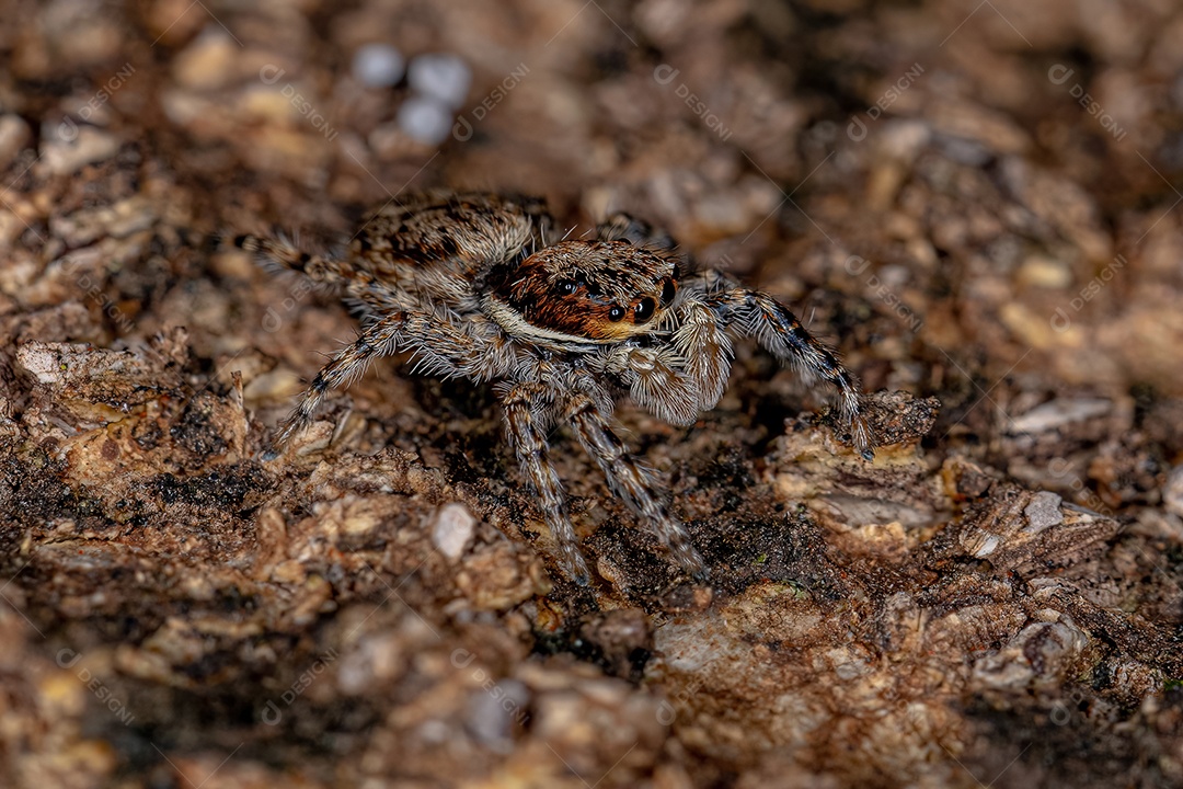 Pequena aranha saltadora de parede cinzenta macho da espécie Menemerus bivittatus