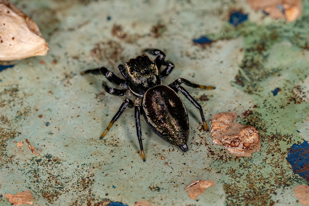 Pequena aranha saltadora macho da subtribo dendryphantina