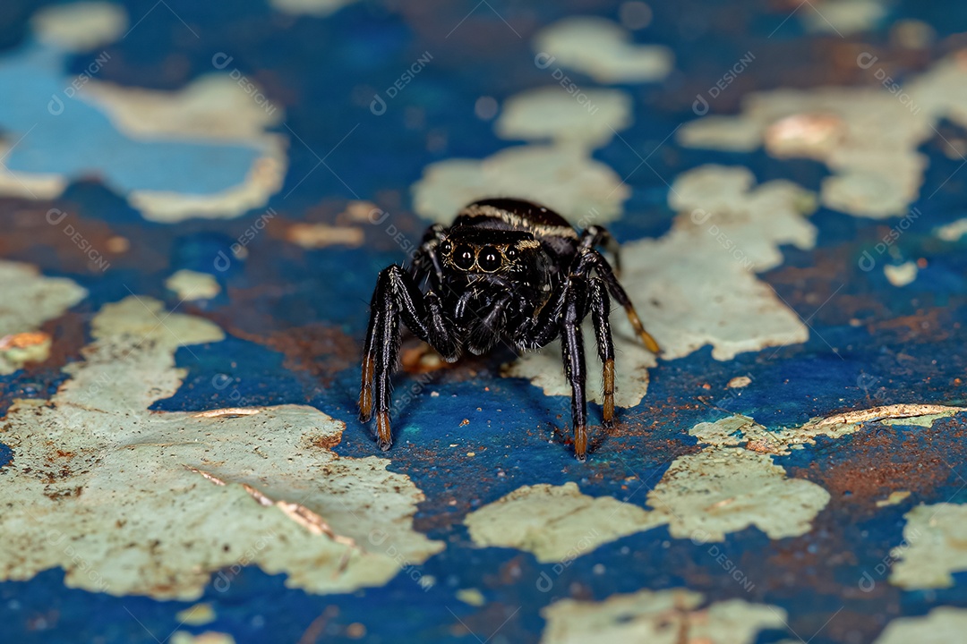 Pequena aranha saltadora macho da subtribo dendryphantina