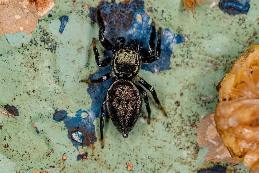 Pequena aranha saltadora macho da subtribo dendryphantina