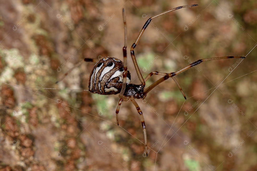 Aranha viúva-marrom adulta pequena da espécie Latrodectus geometricus