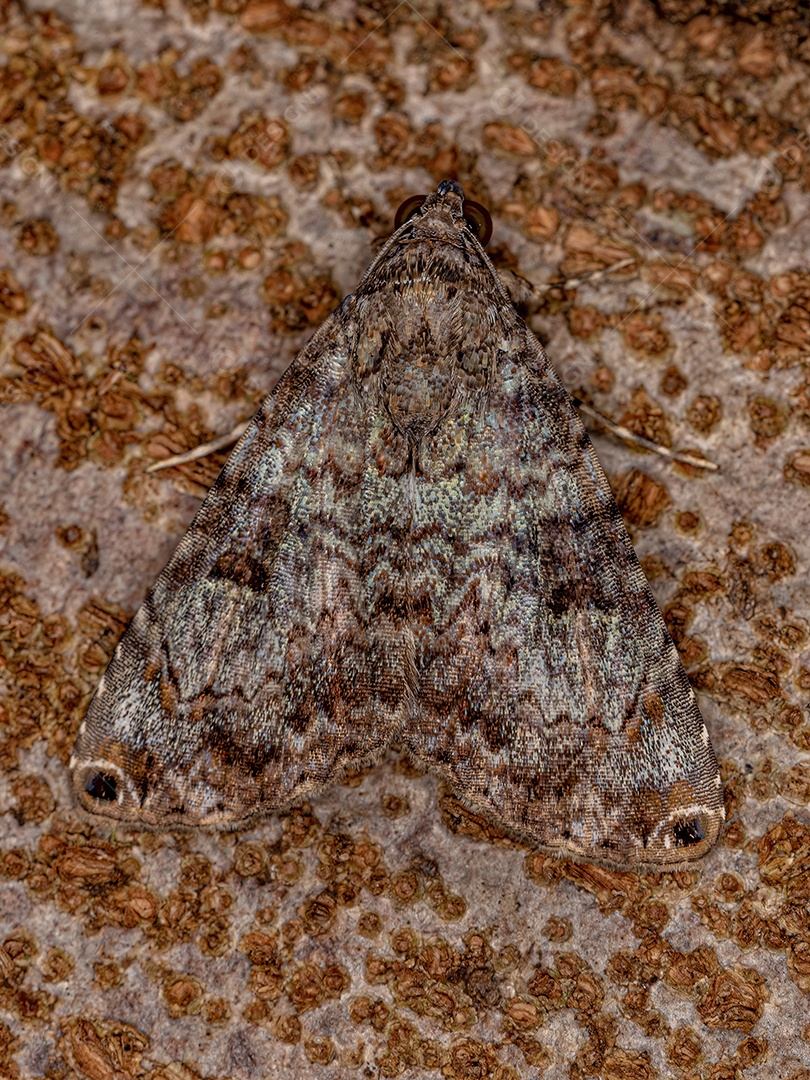 Inseto mariposa adulto do gênero Coenipeta