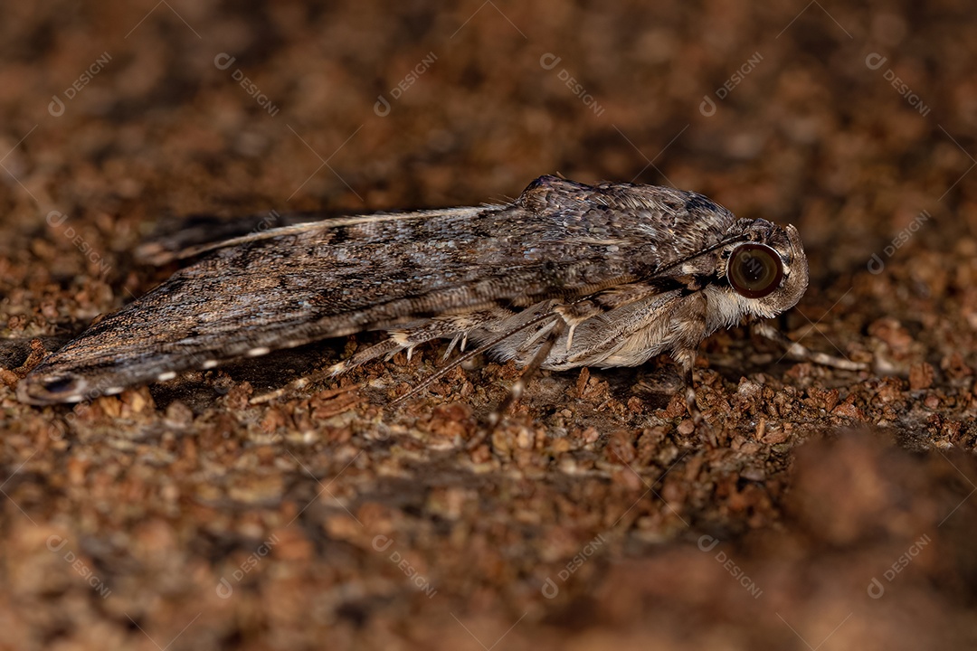 Inseto mariposa adulto do gênero Coenipeta
