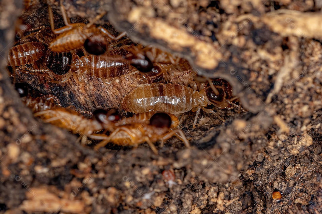 Cupins Nasute adultos do gênero Nasutitermes