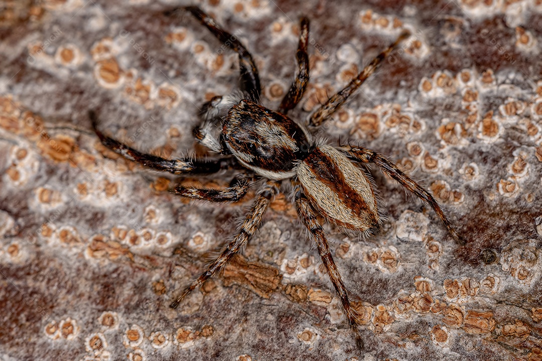 Aranha saltadora cinzenta macho adulto da espécie Menemerus bivittatus