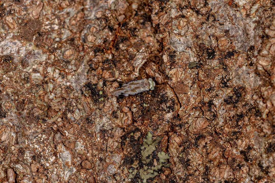 Inseto Barklice comum adulto da família Psociidae