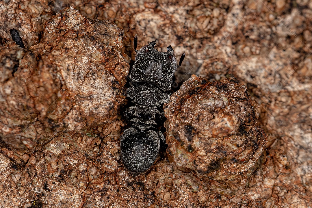 Formiga-tartaruga adulta do gênero Cephalotes