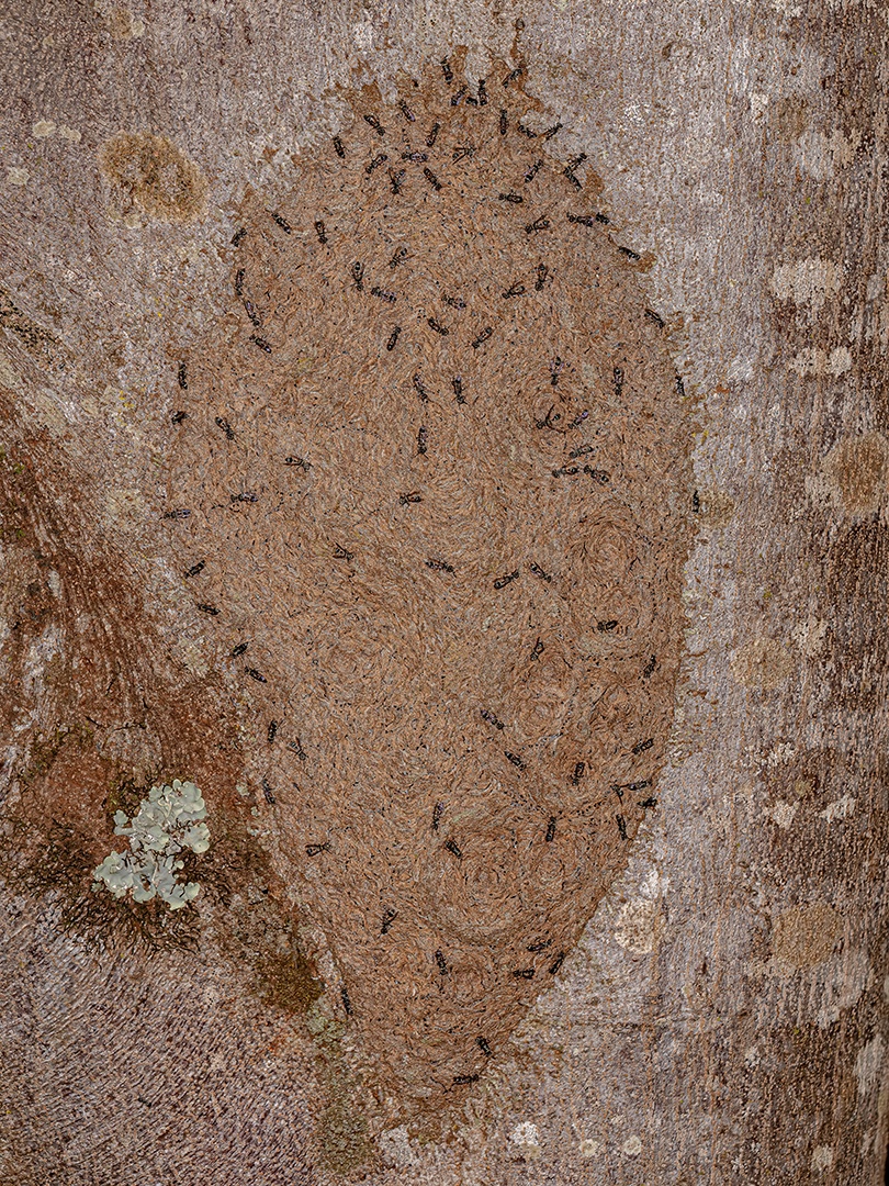 Ninho de Vespas de Papel do Gênero Metapolybia