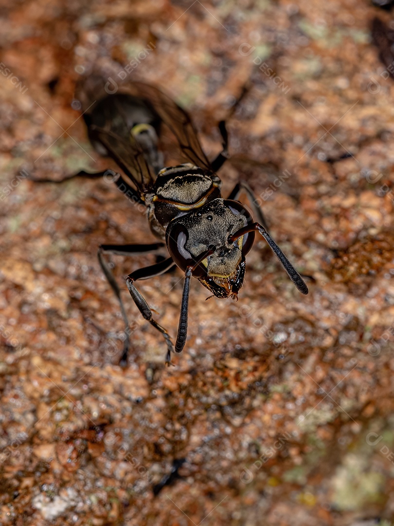 Vespa de papel adulta do gênero Metapolybia