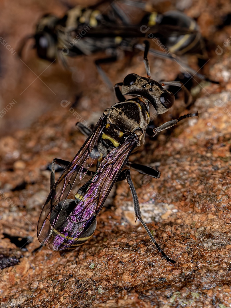 Vespa de papel adulta do gênero Metapolybia
