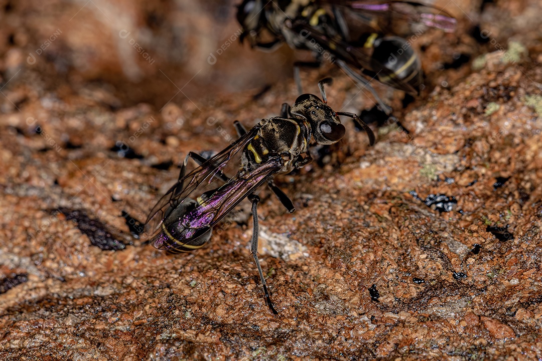 Vespa de papel adulta do gênero Metapolybia
