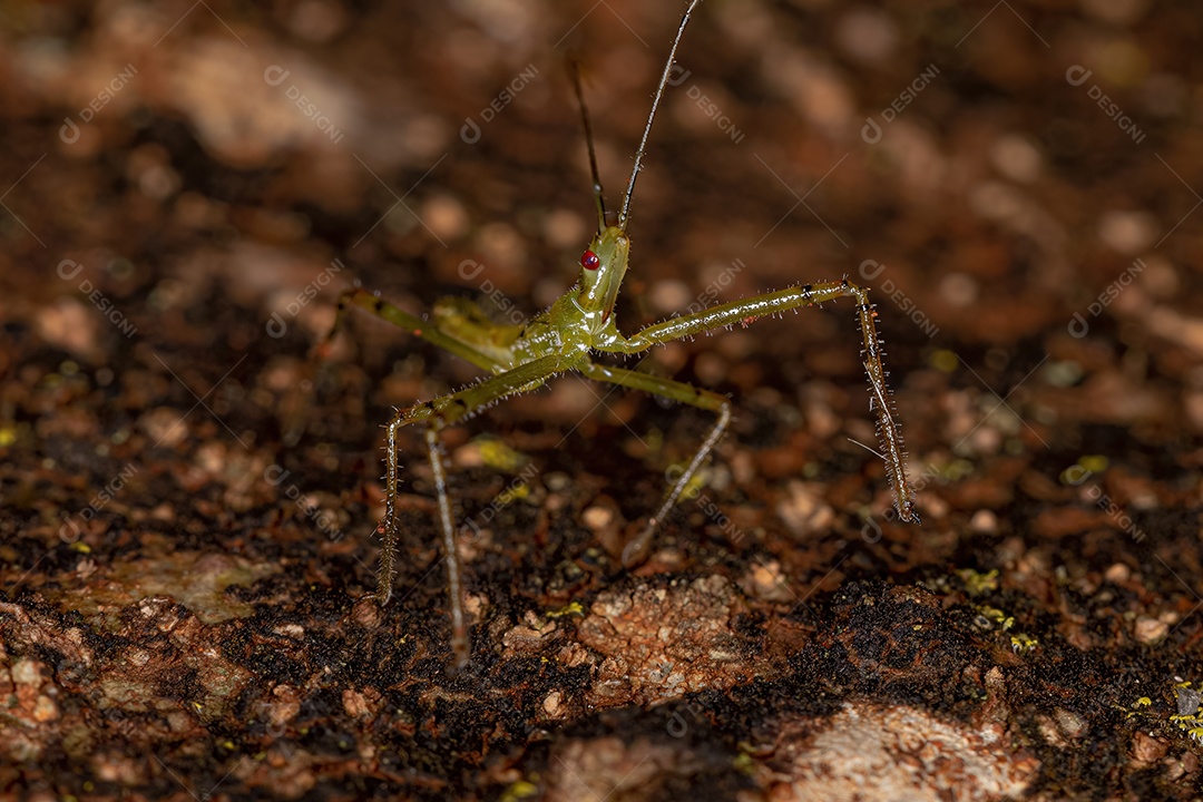 Assassin Bug Ninfa da Tribo Harpactorini