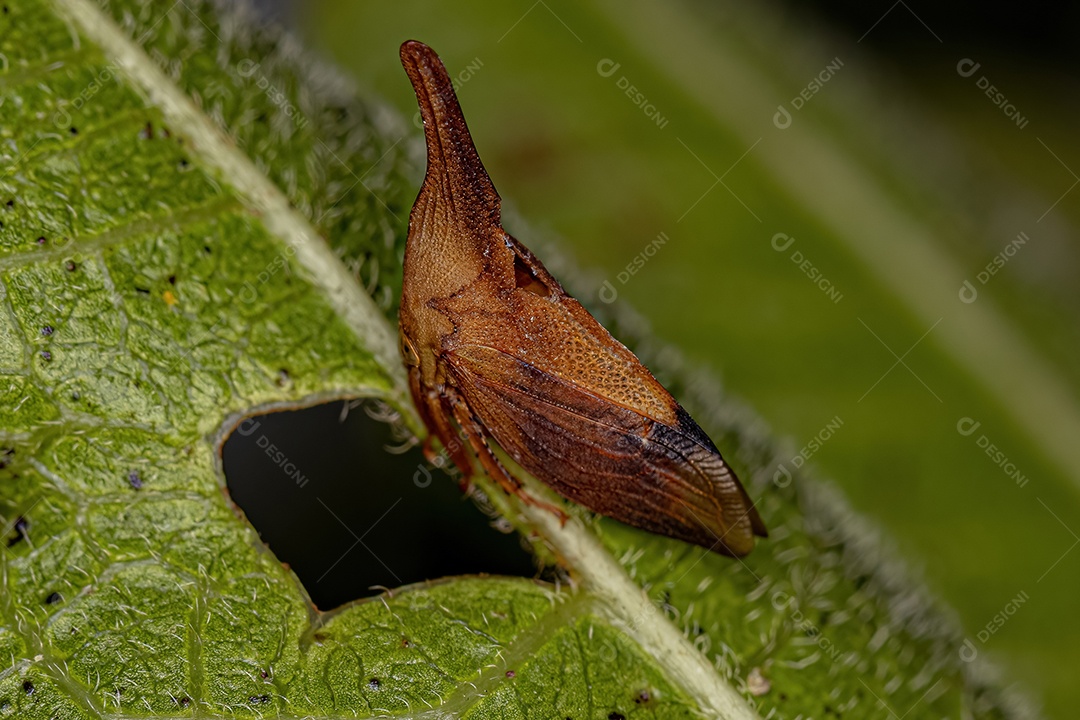 Cigarrinha adulta típica da família Membracidae