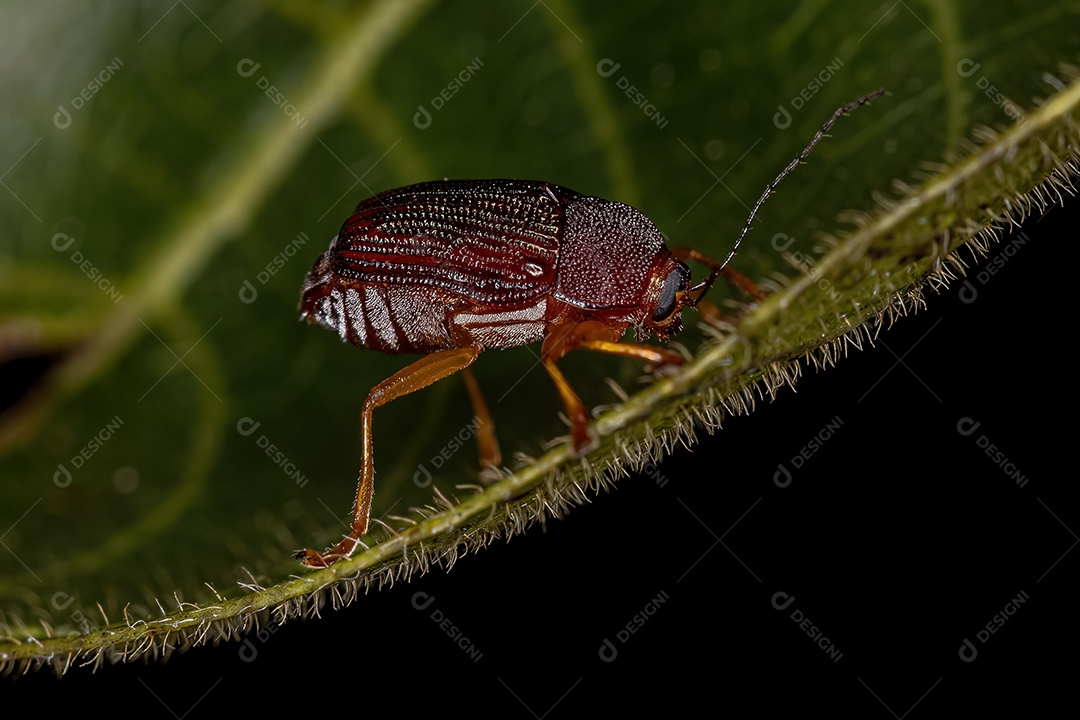 Besouro-da-folha adulto da subfamília Cryptocephalinae