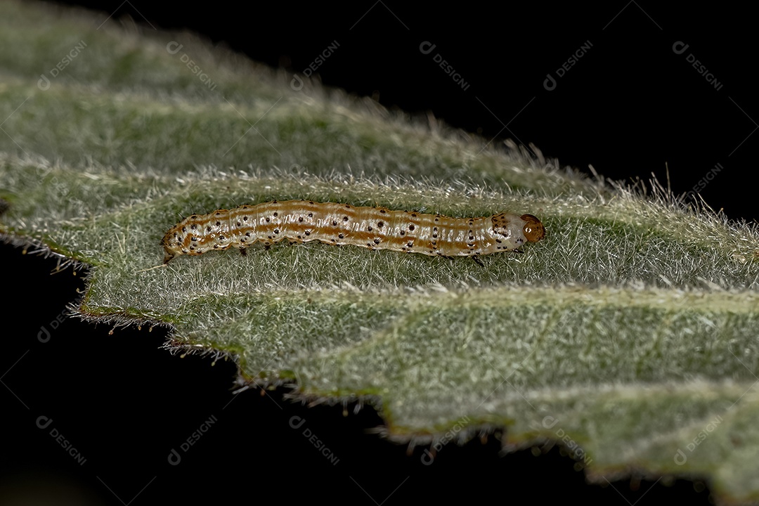 pequena larva de mariposa da Ordem Lepidoptera