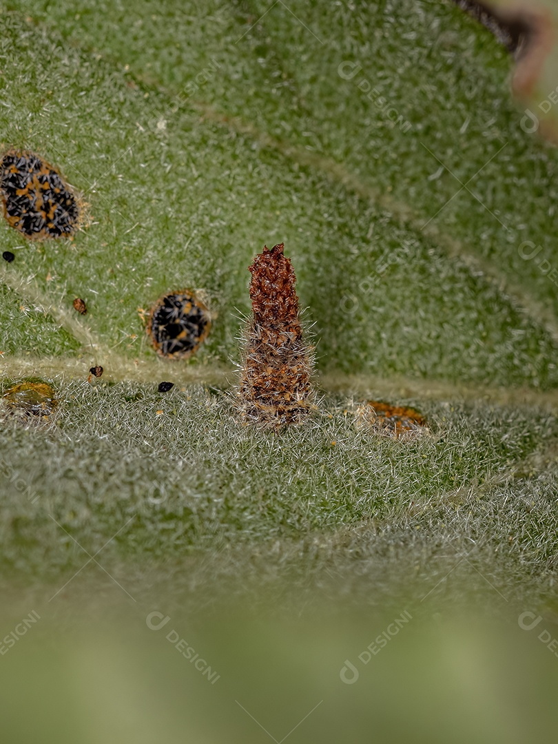 Larva de besouro de folha verrucosa camuflada do gênero Chlamisus