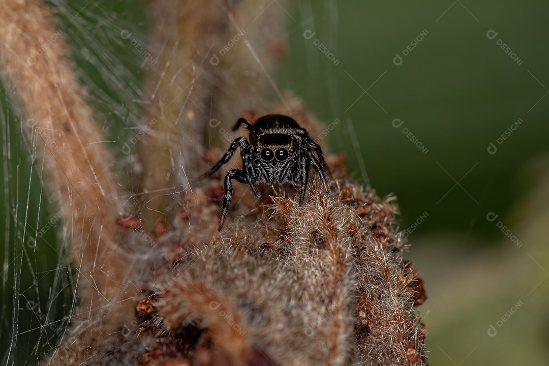 Pequena aranha saltadora preta da subfamília salticinae