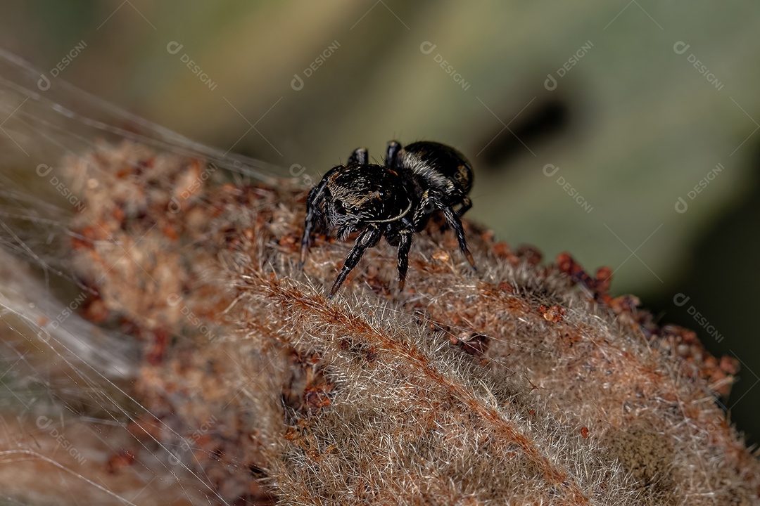 Pequena aranha saltadora preta da subfamília salticinae