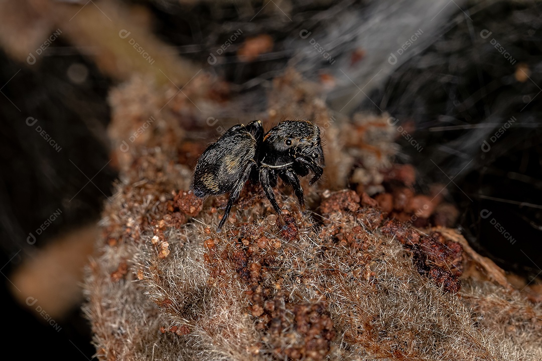 Pequena aranha saltadora preta da subfamília salticinae