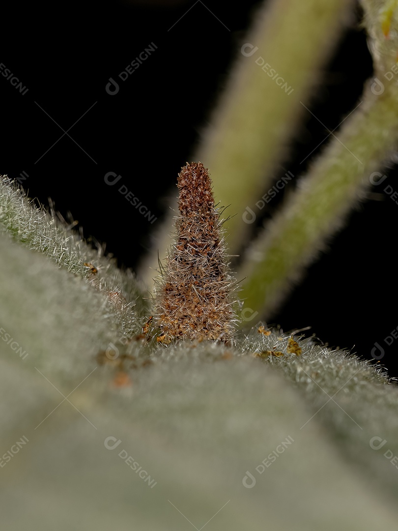 Larva de besouro de folha verrucosa camuflada do gênero Chlamisus