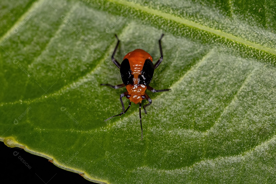 Planta Inseto Ninfa da Família Miridae