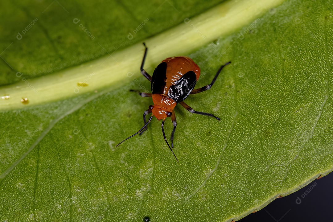 Planta Inseto Ninfa da Família Miridae