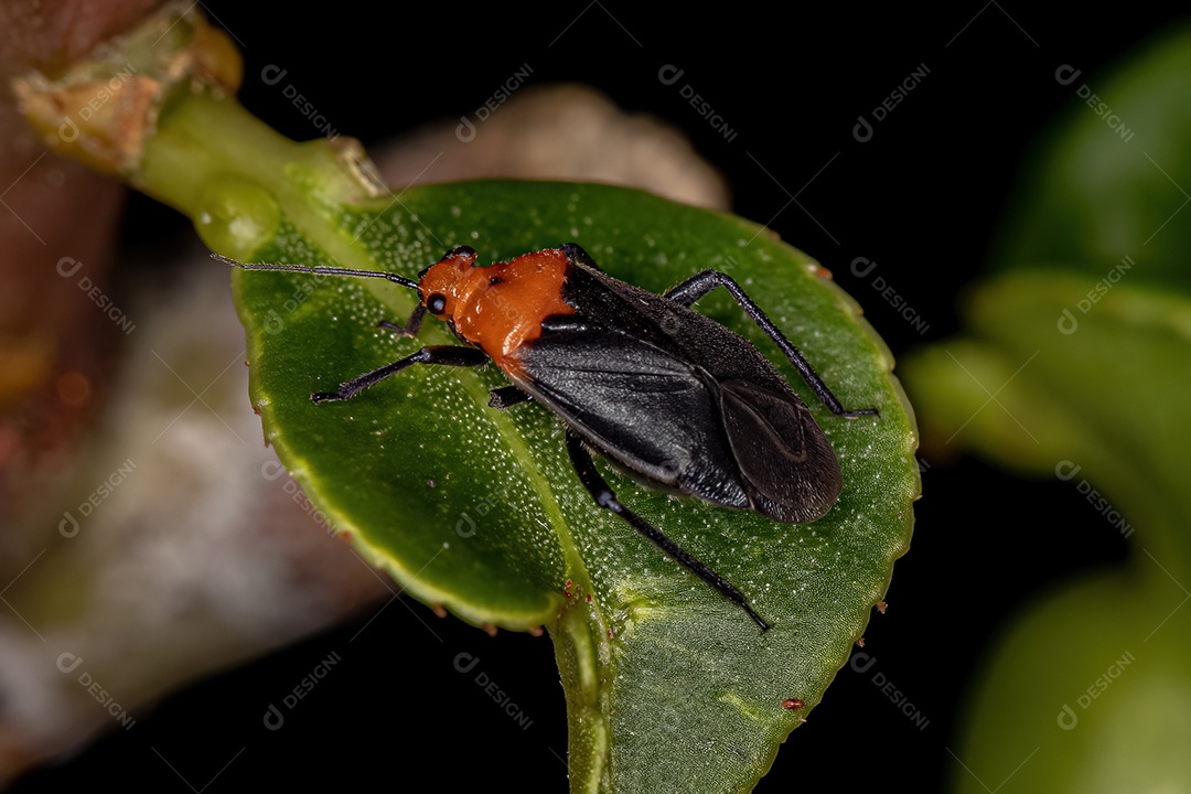 Planta Inseto Adulto da Família Miridae