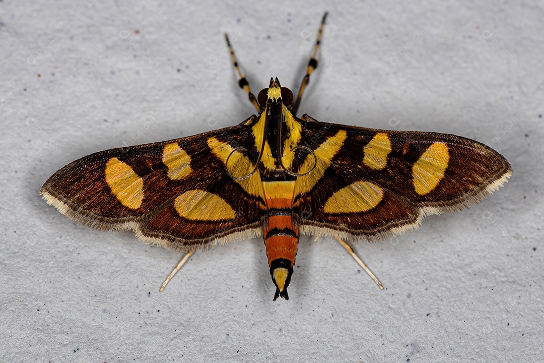 Mariposa adulta macho da espécie Syngamia florella