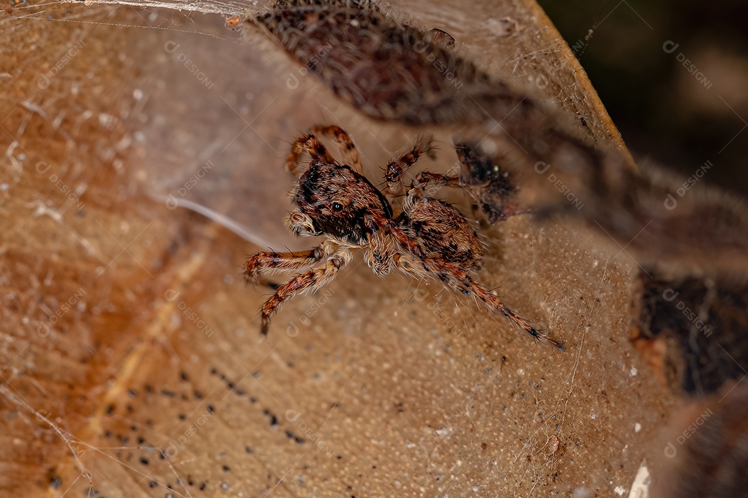 Pequena aranha saltadora da espécie Marma nigritarsis