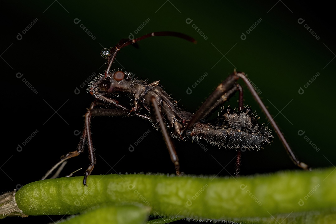 Ninfa do inseto de cabeça larga da espécie Neomegalotomus parvus