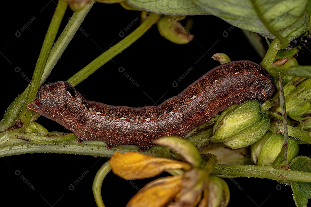 Mariposa lagarta marrom do gênero Spodoptera