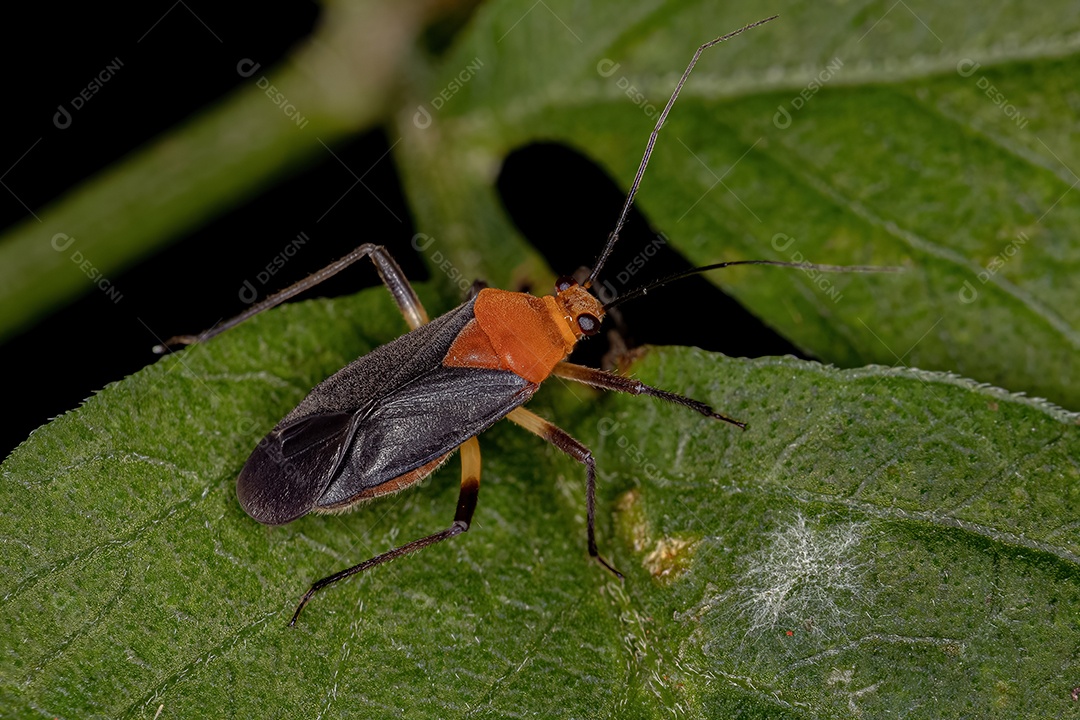 Planta Inseto Adulto da Família Miridae