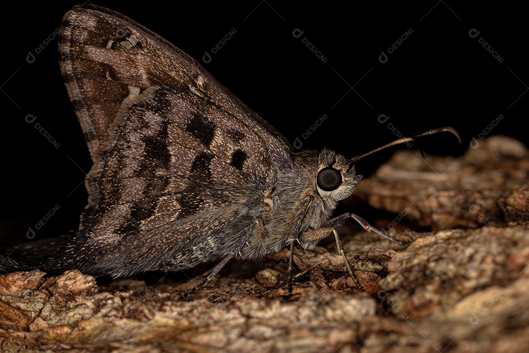 Borboleta Dorantes Longtail adulta da espécie Thorybes dorantes