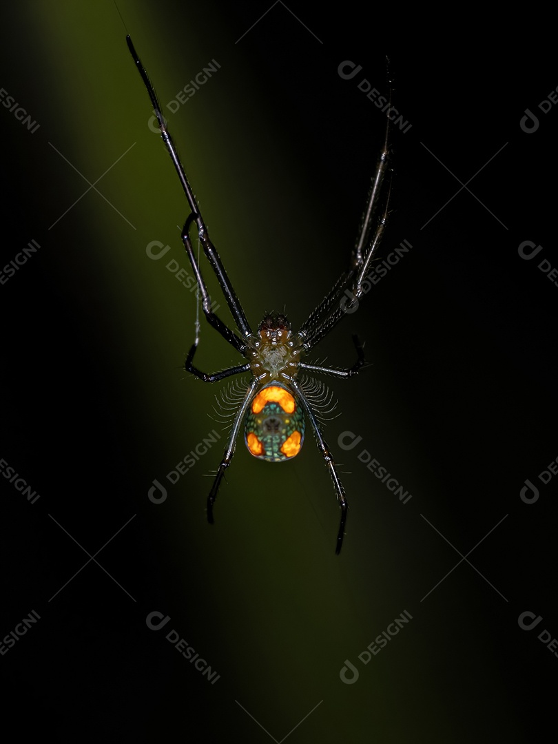 Pequena aranha de pomar do gênero Leucauge