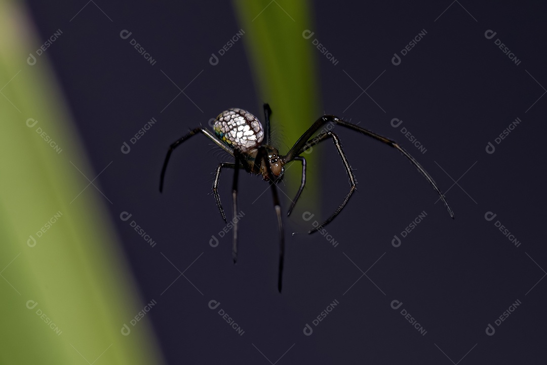 Pequena aranha de pomar do gênero Leucauge