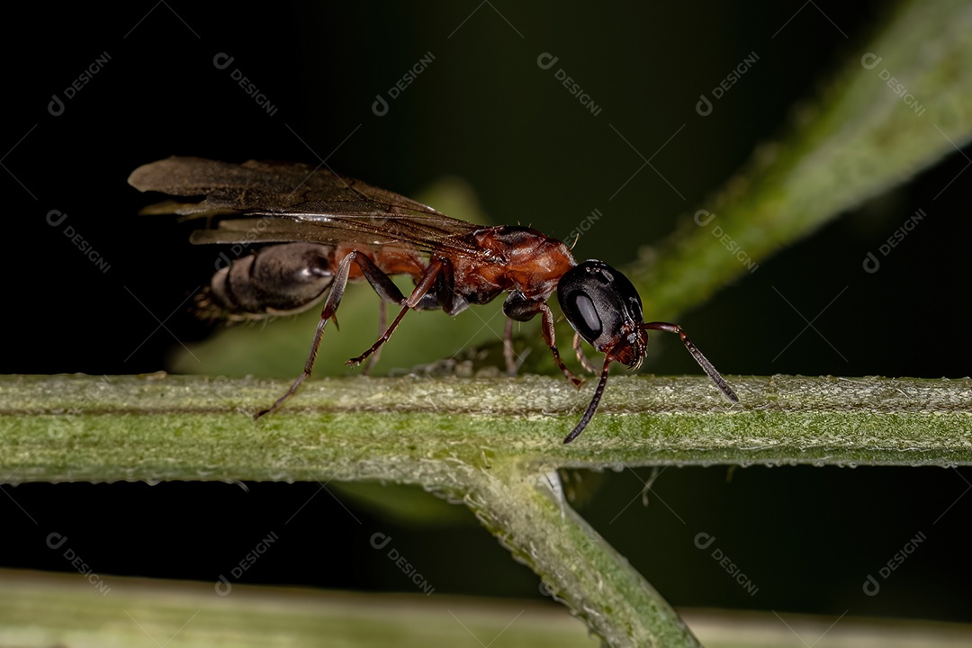 Formiga rainha galho adulta do gênero Pseudomyrmex