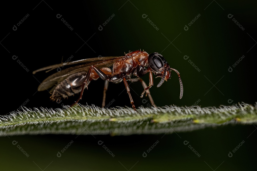 Formiga rainha galho adulta do gênero Pseudomyrmex