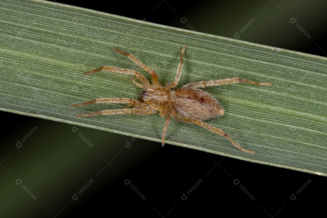 Pequena aranha fantasma da família Anyphaenidae