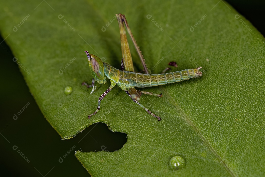 Macaco Gafanhoto Ninfa da Família Eumastacidae