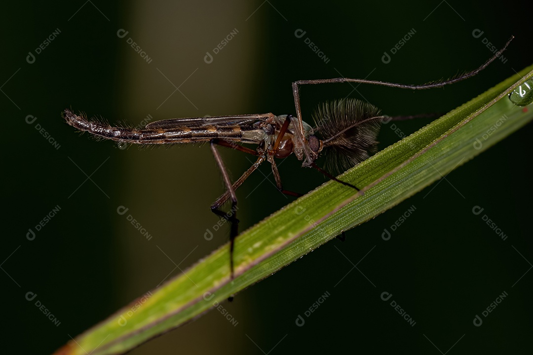 Midge não mordedor adulto da família Chironomidae