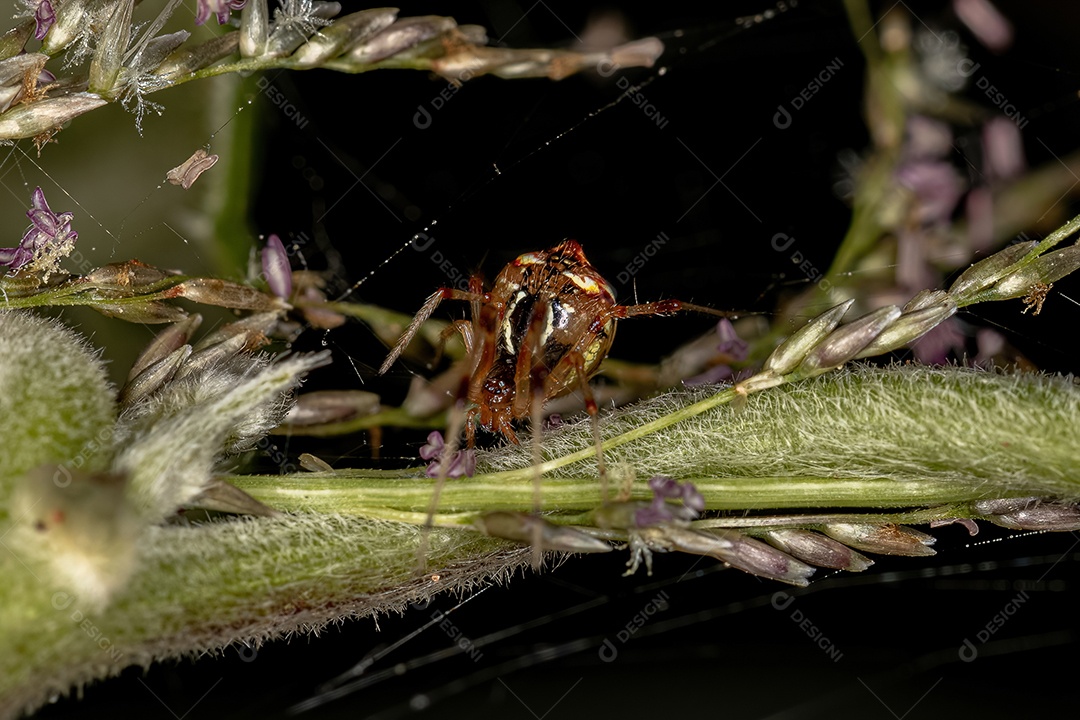 Pequena aranha teia de aranha da família Theridiidae