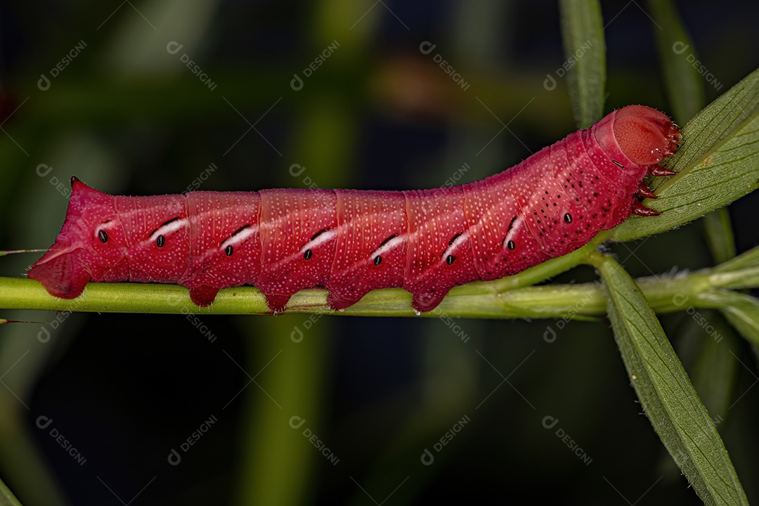 Lagarta da mariposa esfinge bandada da espécie Eumorpha fasciatus
