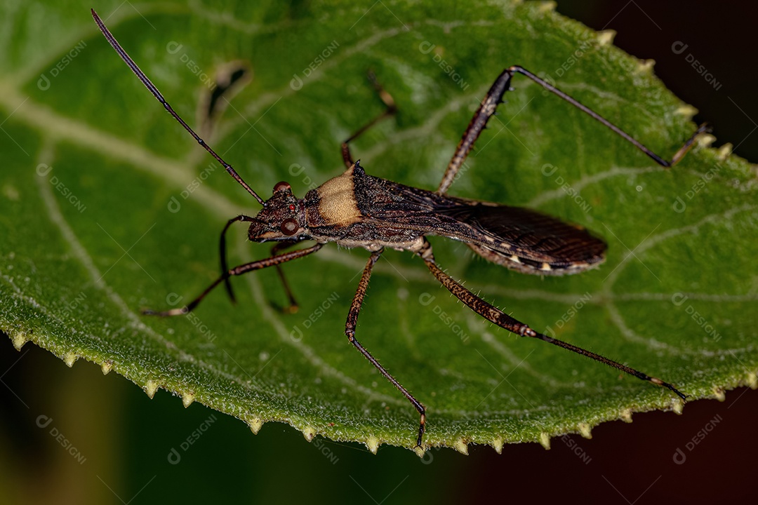 Inseto de cabeça larga adulto da espécie Neomegalotomus parvus