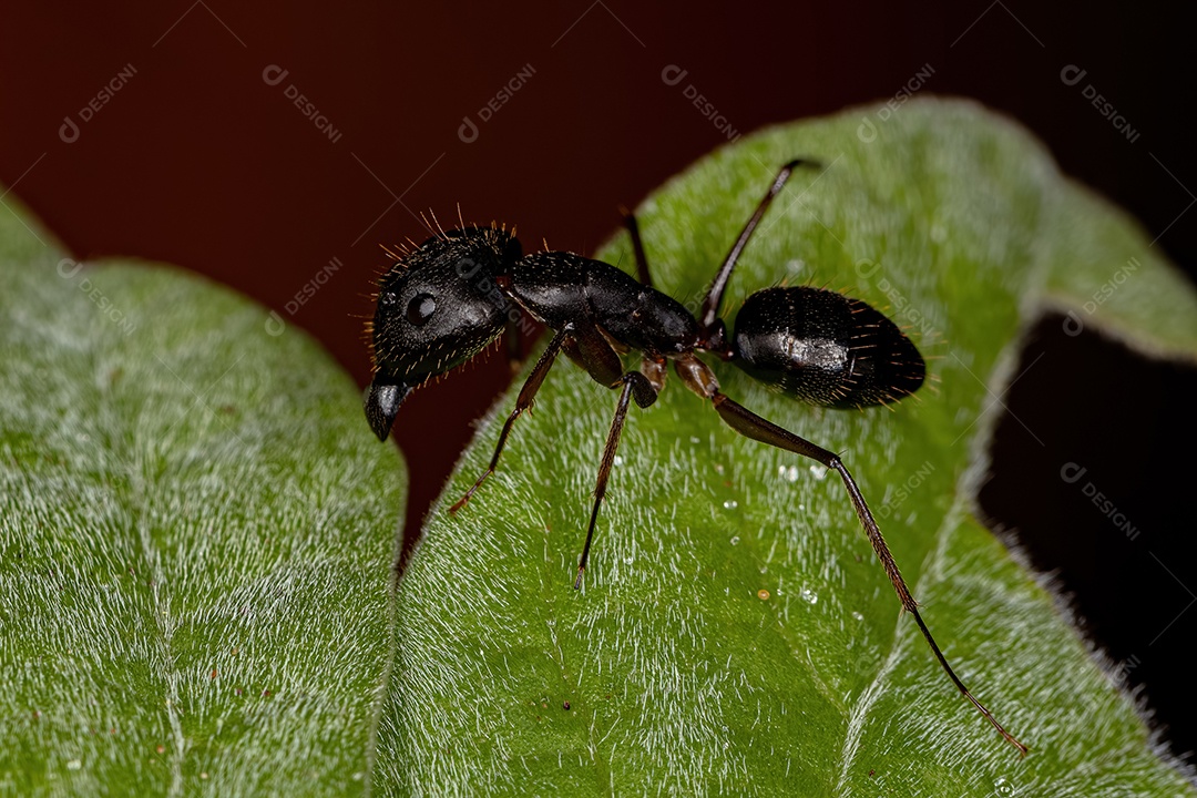 Formiga carpinteira fêmea adulta do gênero Camponotus
