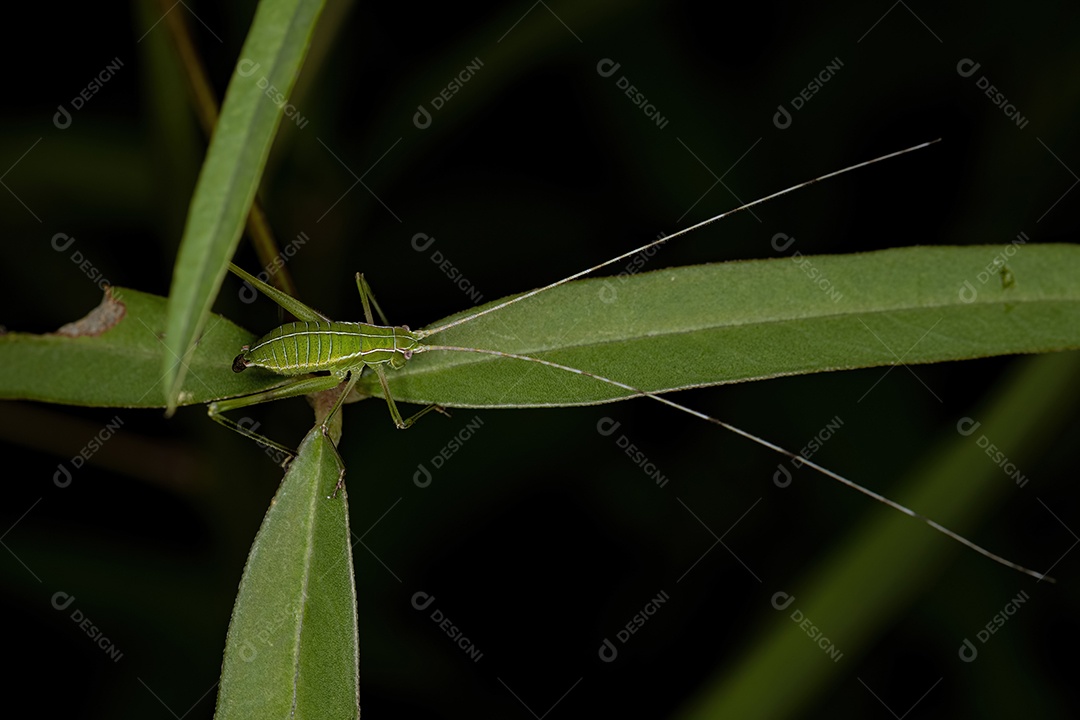 Faneropterina Katydid adulta da tribo Aniarellini