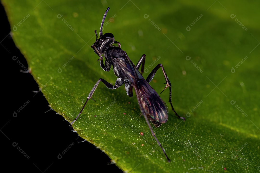 Midge não mordedor adulto da família Chironomidae
