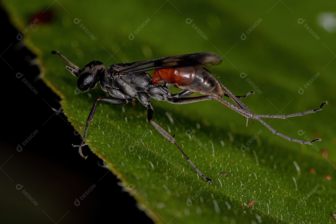 Midge não mordedor adulto da família Chironomidae