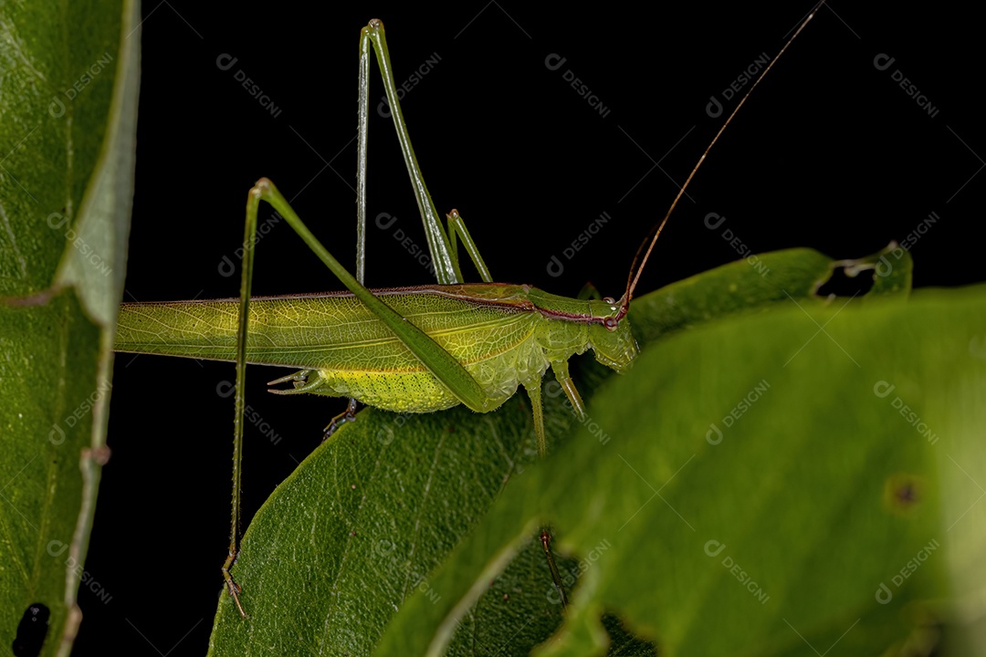 Faneropterina Katydid adulta da tribo Aniarellini