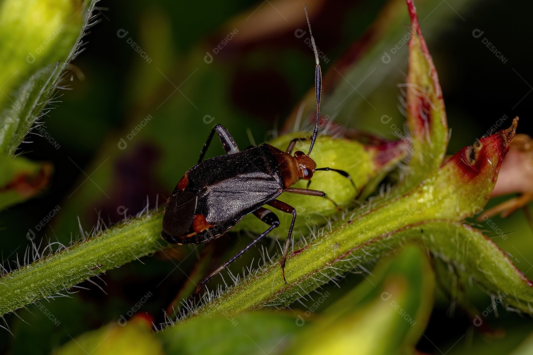 Pequeno inseto vegetal do gênero Horciasinus