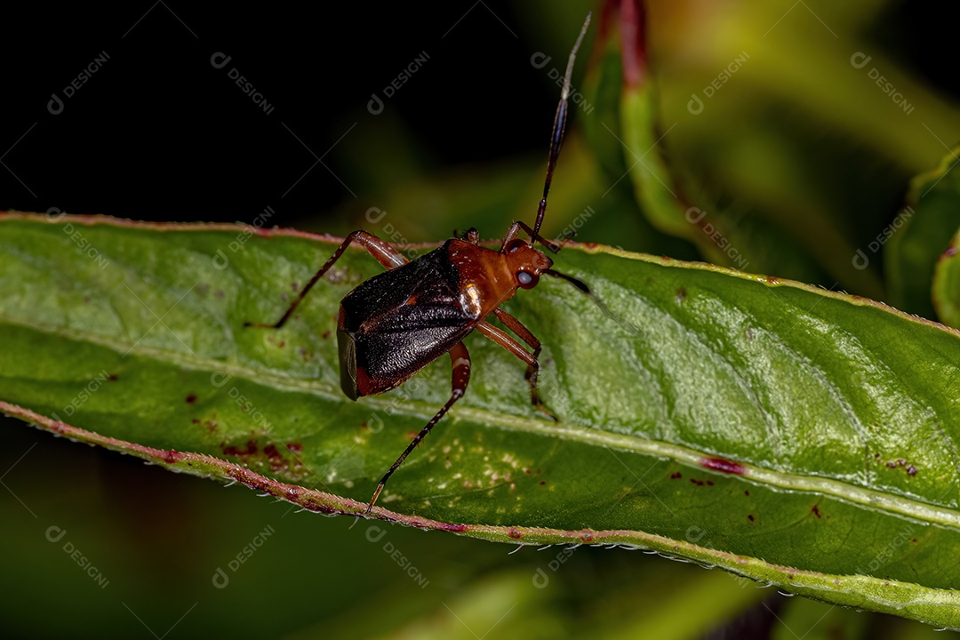 Pequeno inseto vegetal do gênero Horciasinus